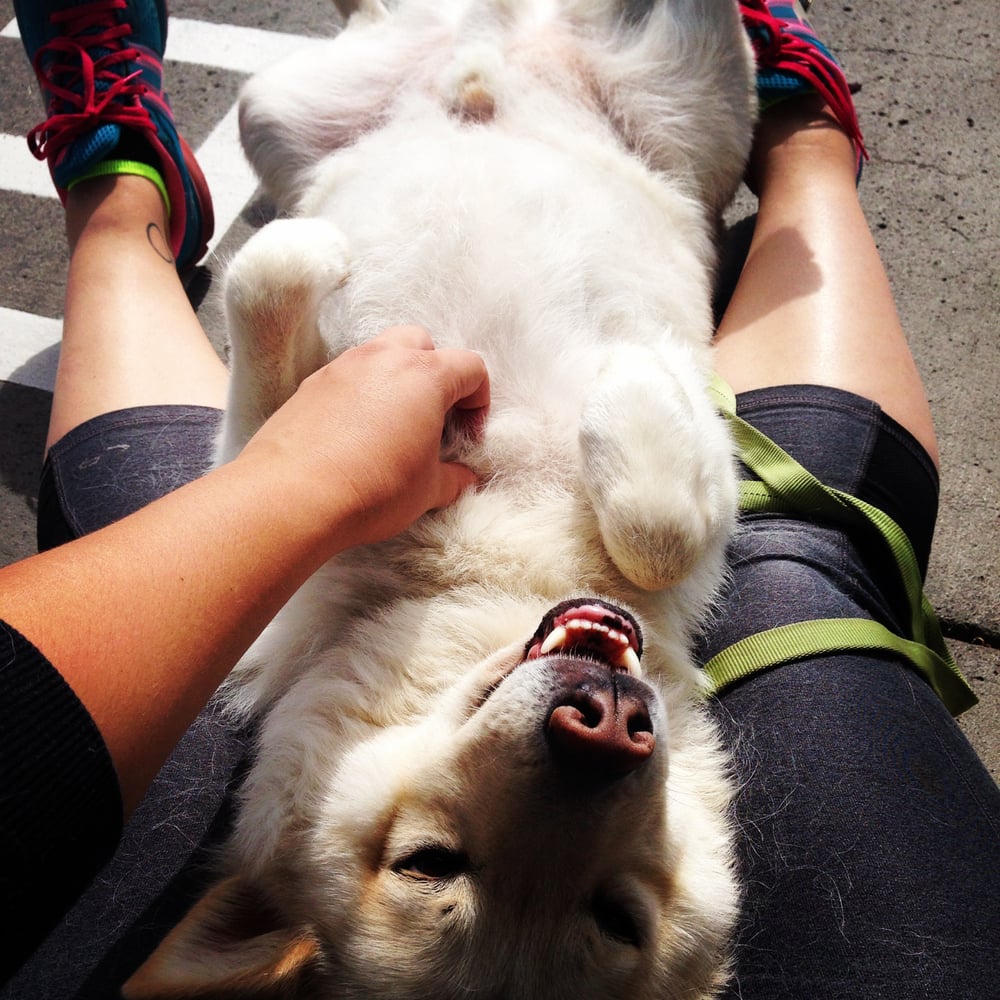 CRITTER SITTERS Bend, Oregon Dog Walkers Phone Number Yelp