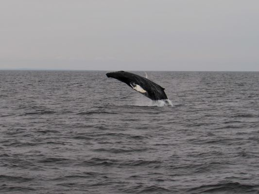 Newburyport Whale Watch by null