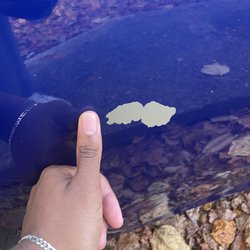 Tidal Wave Auto Spa of Roswell - Holcomb Bridge - The paint chip, with my thumb for scale. Located on passenger rear quarter panel.
