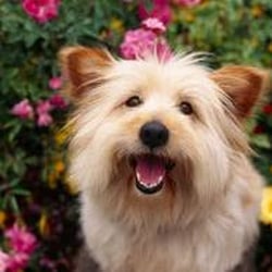 Boston Dog Company - Our Clients are Happy!