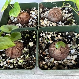 Dioscorea Elephantipes Dioscorea Elephantipes