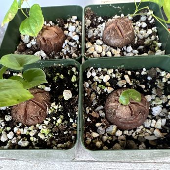 MiMi Nursery - Dioscorea Elephantipes - Nurseries & Gardening Near Me - Garden Grove, California MiMi Nursery - Dioscorea Elephantipes - Nurseries & Gardening Near Me - Garden Grove, California