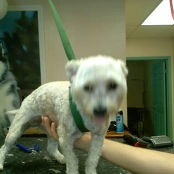 All Valley Pet Grooming and Spa - Pet Groomers Near Me All Valley Pet Grooming and Spa - Pet Groomers Near Me