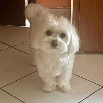 DogGone Puppies - Dixa Rose has come into the kitchen asking for a snack. We can't resist her sweet face. She is just too cute. - Pet Breeders Near Me - Billings, Missouri