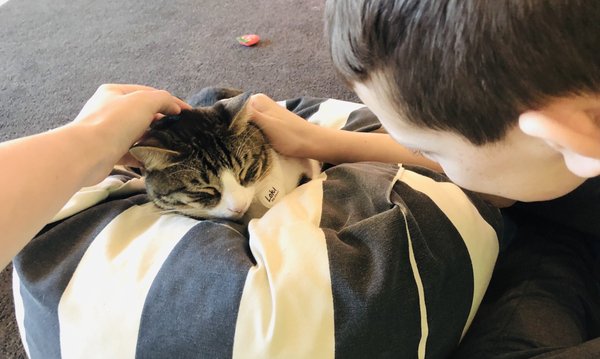 NEKO Cat Cafe Bellingham by null