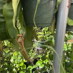Duncan and Sons Orchids - Pitcher plant