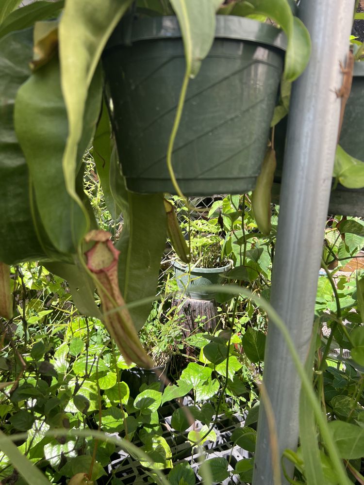 DUNCAN AND SONS ORCHIDS Updated July 2024 27 Photos 13527