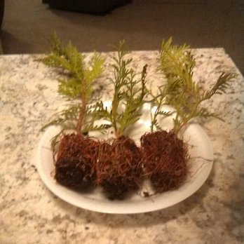 TN Nursery - Nurseries & Gardening Near Me - Altamont, Tennessee