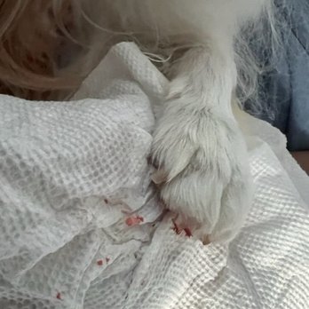 Amore Pet Grooming - Pet Groomers Near Me Amore Pet Grooming - Pet Groomers Near Me