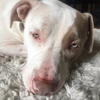 Nature's Acres Boarding & Training Kennels - Safe to say Clyde did NOT enjoy his time at the kennel. - Pet Sitting Near Me - Damascas, Oregon