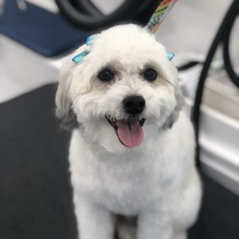 Bark At The Moon Mobile Grooming - Beauty - Pet Groomers Near Me Bark At The Moon Mobile Grooming - Beauty - Pet Groomers Near Me