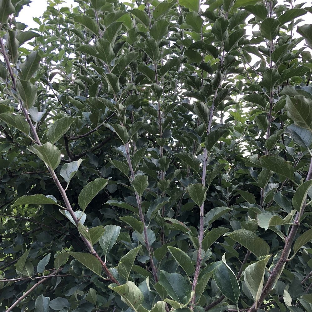 Barton Orchards - Farmers Market Near Me - Poughquag, New York