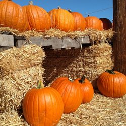Bennett's Best Christmas Trees & Pumpkins