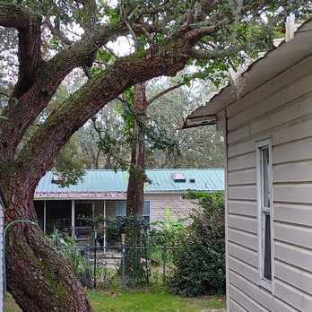 Joshua Tree - Tree Services Near Me - Cape Coral, Florida