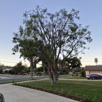 Matthew Tree Service - Jacaranda tree after pruning. - Tree Services Near Me