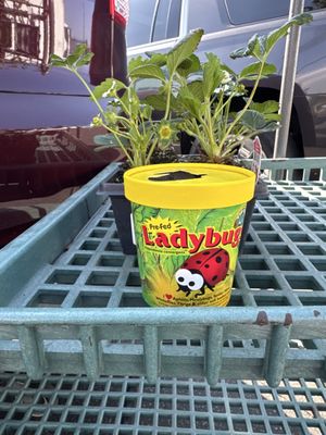 Armstrong Garden Centers by null