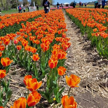 Richardson Farms - Over 300,000 Tulip bulbs were planted. Wonder how many got eaten by the squirrels? - Christmas Trees Near Me - Spring Grove, Illinois