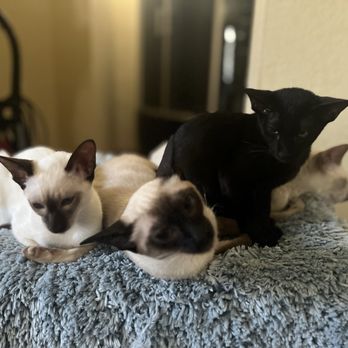 Exotic Siamese Kittens - Siamese and Egyption oriental kittens playing - Pet Adoption Near Me Exotic Siamese Kittens - Siamese and Egyption oriental kittens playing - Pet Adoption Near Me
