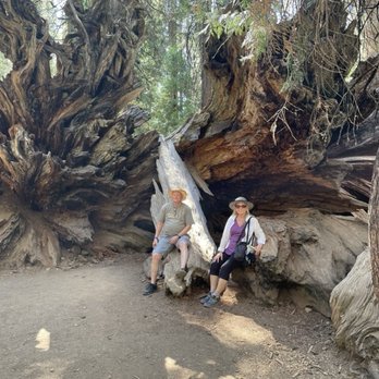 Calaveras Big Trees State Park - Great trail, Easy flat well-marked trail. - Parks Near Me - Arnold, California