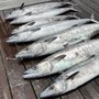 Photo of Reel Lucky Fishing Charters