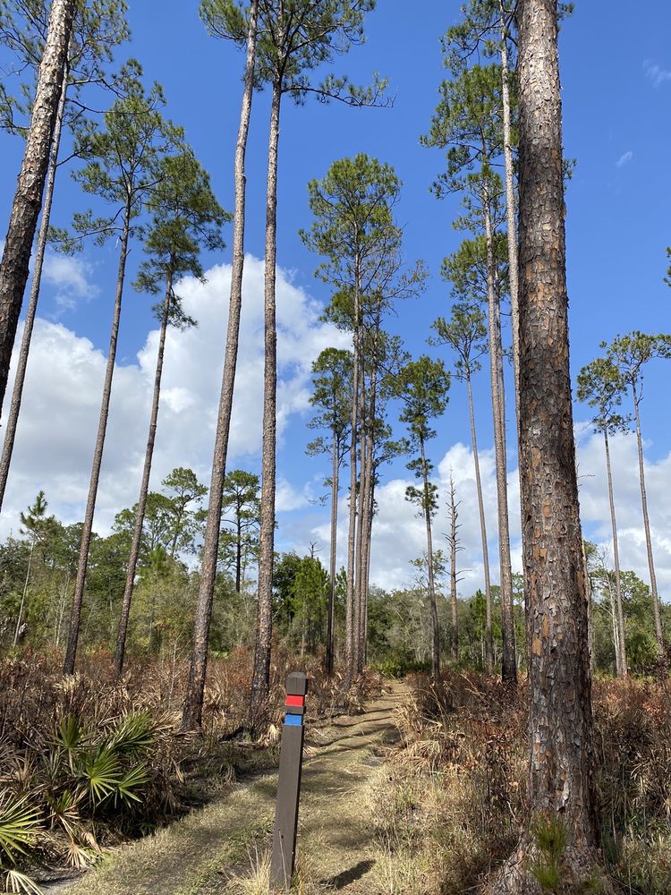 Lake Woodruff National Wildlife Refuge Image
