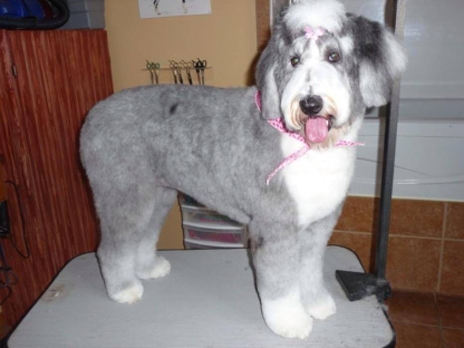 TOILETTAGE AUX MILLE ET UN POILS Updated July 2024 20 Photos 5570