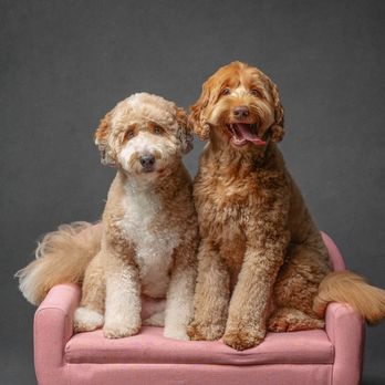 Buy best friends mobile pet grooming 2025 Black Friday