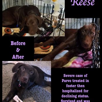 Rescue K-911 - Pet Adoption Near Me Rescue K-911 - Pet Adoption Near Me