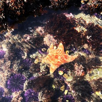 Fitzgerald Marine Reserve - Sea star and purple sea urchins - Parks Near Me - Moss Beach, California Fitzgerald Marine Reserve - Sea star and purple sea urchins - Parks Near Me - Moss Beach, California