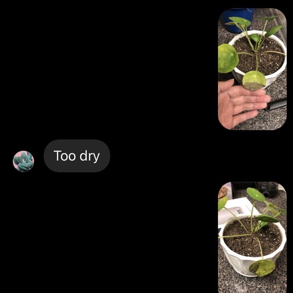 KimThai Garden - Just some screenshots of me panicking and them helping me - Nurseries & Gardening Near Me - Los Angeles, California KimThai Garden - Just some screenshots of me panicking and them helping me - Nurseries & Gardening Near Me - Los Angeles, California