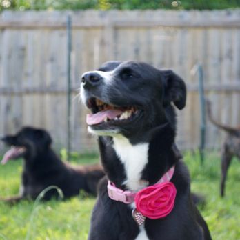 Wild Child Dog Training - Dog Walkers Near Me - Maysville, North Carolina Wild Child Dog Training - Dog Walkers Near Me - Maysville, North Carolina