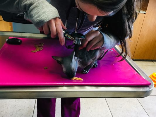 Shawsheen Animal Hospital 29 Photos 35 Reviews Veterinarians 1415 Main St Tewksbury Ma United States Phone Number