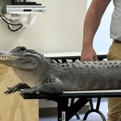Spanish Springs Library - Alligator from Wild Things Conservation Center