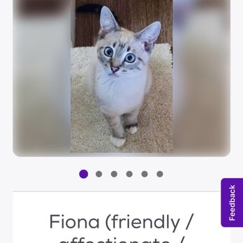 Ace Kitty Rescue Force - Fiona, what a beautiful little kitty, hope she gets a loving home - Animal Shelters Near Me