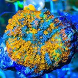 Nahacky's Aquarium - Mango Mushroom