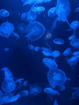 OdySea Aquarium by null