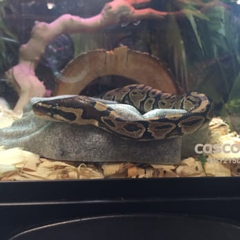 PetSmart - Pet Training Near Me - Chicopee, Massachusetts