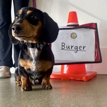 Pampered Paws - Burger at the AKC STAR puppy class! - Pet Groomers Near Me - La Habra, California Pampered Paws - Burger at the AKC STAR puppy class! - Pet Groomers Near Me - La Habra, California
