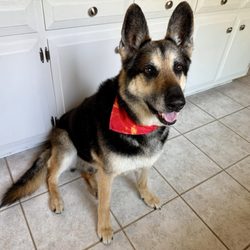 DogDash Mobile Grooming - Cooper, my senior German Shepherd