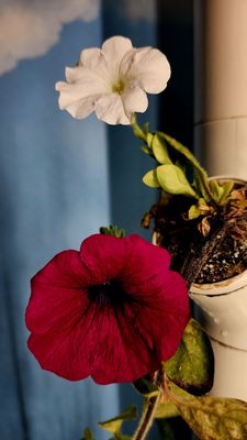 The Cocinita by null