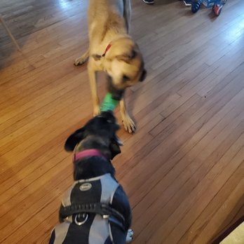 Westside German Shepherd Rescue - Tug of war, their favorite - Pet Adoption Near Me - Los Angeles, California