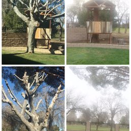 Trees before and after photos.