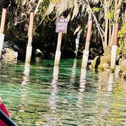 Hunter Springs Park - 12/25 Crystal river manatees by the spring (72F)