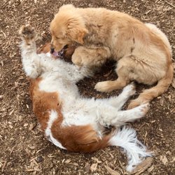 The Pet Campus - Friday night Puppy Socials 6:30pm