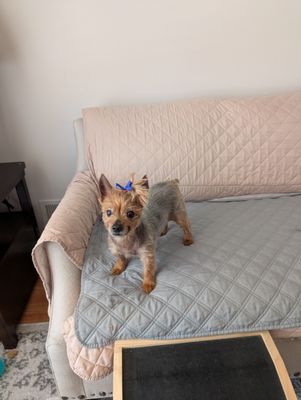 Bensonhurst Veterinary Care