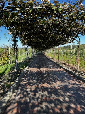 Belkin Family Lookout Farm - U-Pick Orchard - Taproom, Outdoor Dining and Market by null