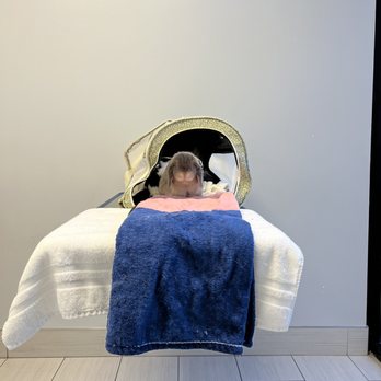 ARCHVET Emergency Hospital - Bunbun ready for his checkup! - Veterinarians Near Me - San Jose, California