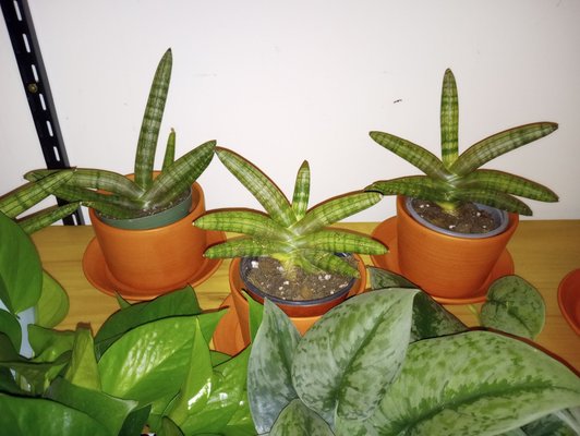 The Plant Outpost by null