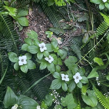 lodge lake Trail - Flowers - Hiking Near Me lodge lake Trail - Flowers - Hiking Near Me