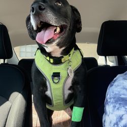 University Pet Hospital - My pets smile after receiving great care at University pet hospital.